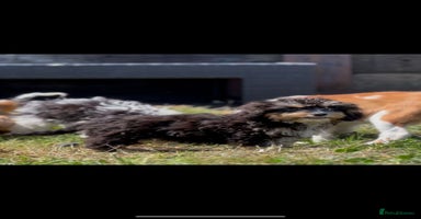 Mixed Breed dogs in Deeside - Advert 8