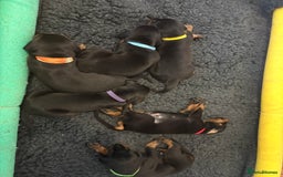 Dobermann dogs for sale: 🌟🌟KC Dobermanns - 38+ Champions in Bloodline🌟🌟 in London - Image 6