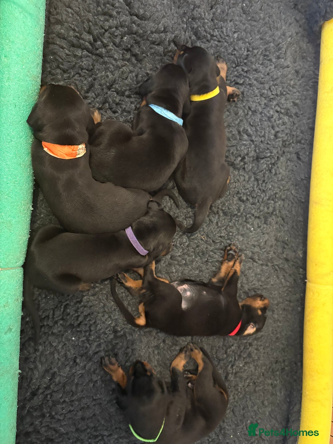 Dobermann dogs for sale: 🌟🌟KC Dobermanns - 38+ Champions in Bloodline🌟🌟 in London - Image 6