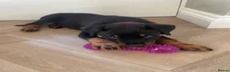 Rottweiler dogs for sale: Half Serbian / Half German Rottweiler Puppy in Coventry - Advert 3
