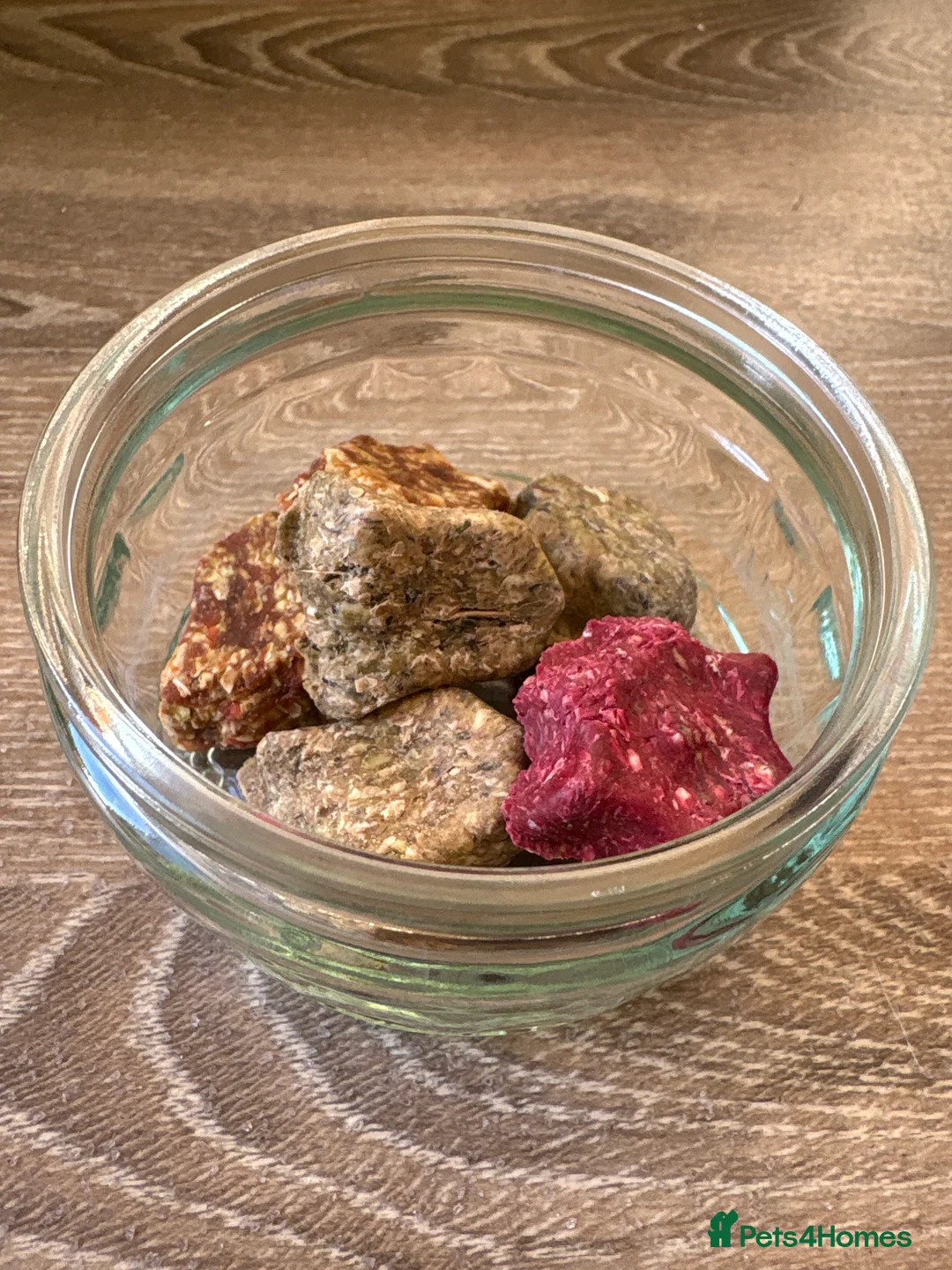 Hamster rodents for sale: Hamster Bean - Advert 18