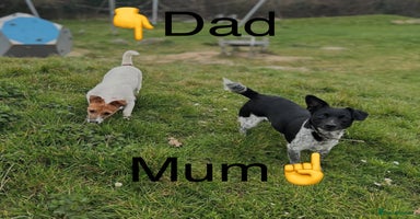 Jack Russell dogs **Traditional Jack Russell** - Advert 15