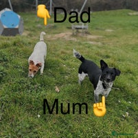Jack Russell dogs **Traditional Jack Russell** - Advert 15