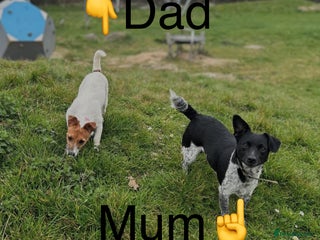 Jack Russell dogs - Advert 1