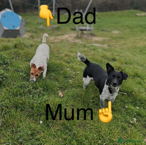 Jack Russell dogs - Advert 1