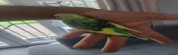 Budgerigars birds for sale: Hand reared super tame  budgie  - Advert 10