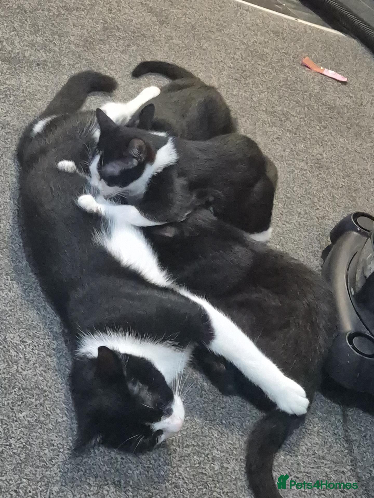 Domestic Shorthair cats Kittern for sale - Advert 17