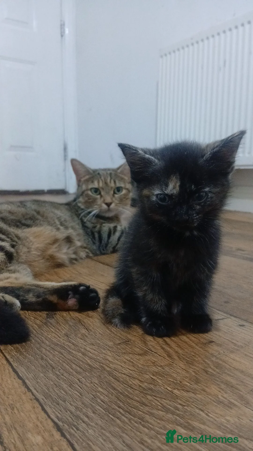 Mixed Breed cats for sale: 4 beautiful kittens ready to reserved  - Advert 40