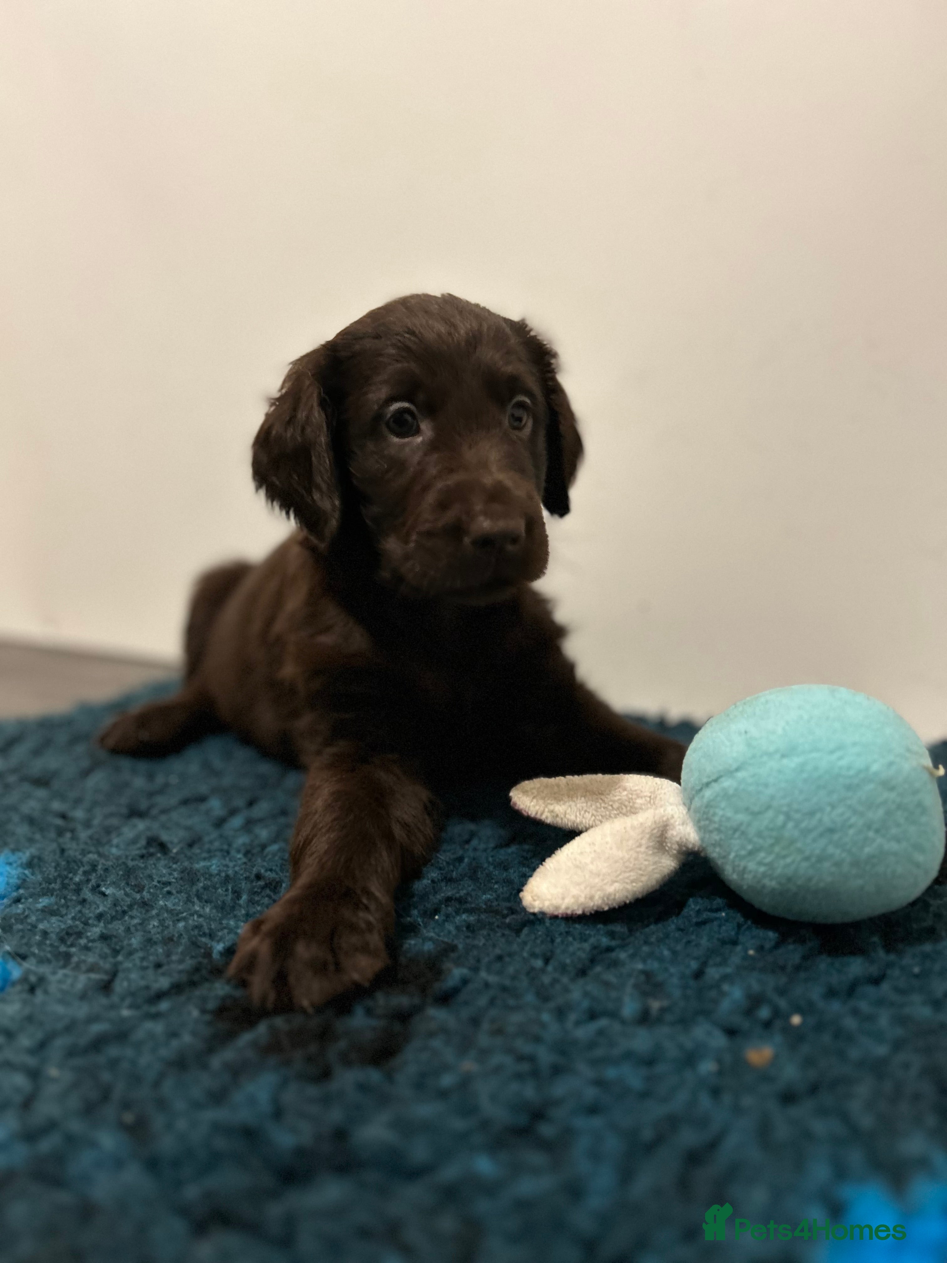 Flat coated Retriever dogs Beautiful litter of liver flatcoat puppies  - Advert 1
