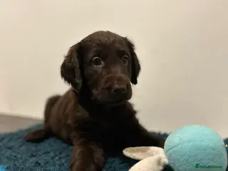 Flat coated Retriever dogs Beautiful litter of liver flatcoat puppies - Advert 18
