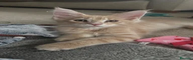Maine Coon 2
