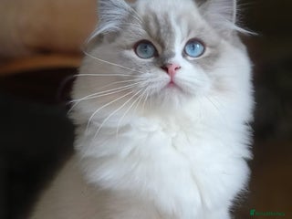 Ragdoll cats 🩷Amazing European Grand Champion lines🏆🥇 TICA💙 - Advert 5