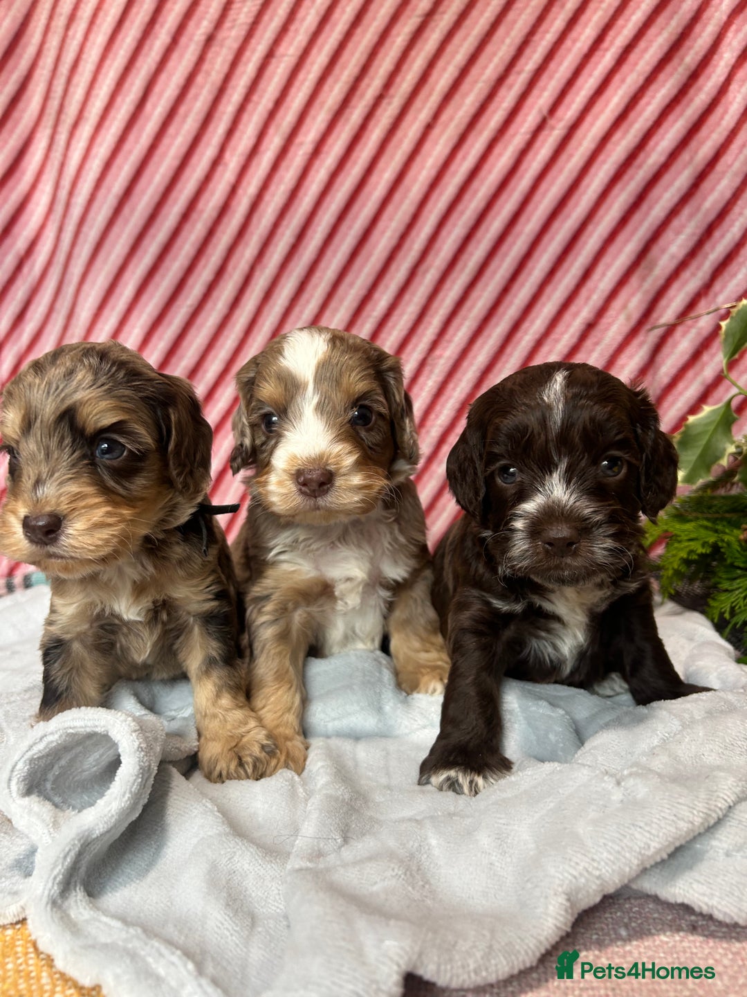Cockapoo dogs for sale: Cute F1 cockapoo puppies  - Advert 11