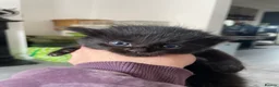 Mixed Breed cats for sale: Fluffy black kittens  - Advert 3