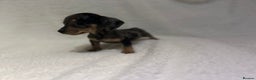 Miniature Dachshund dogs for sale: ****true to type mini dachshund *** - Advert 6