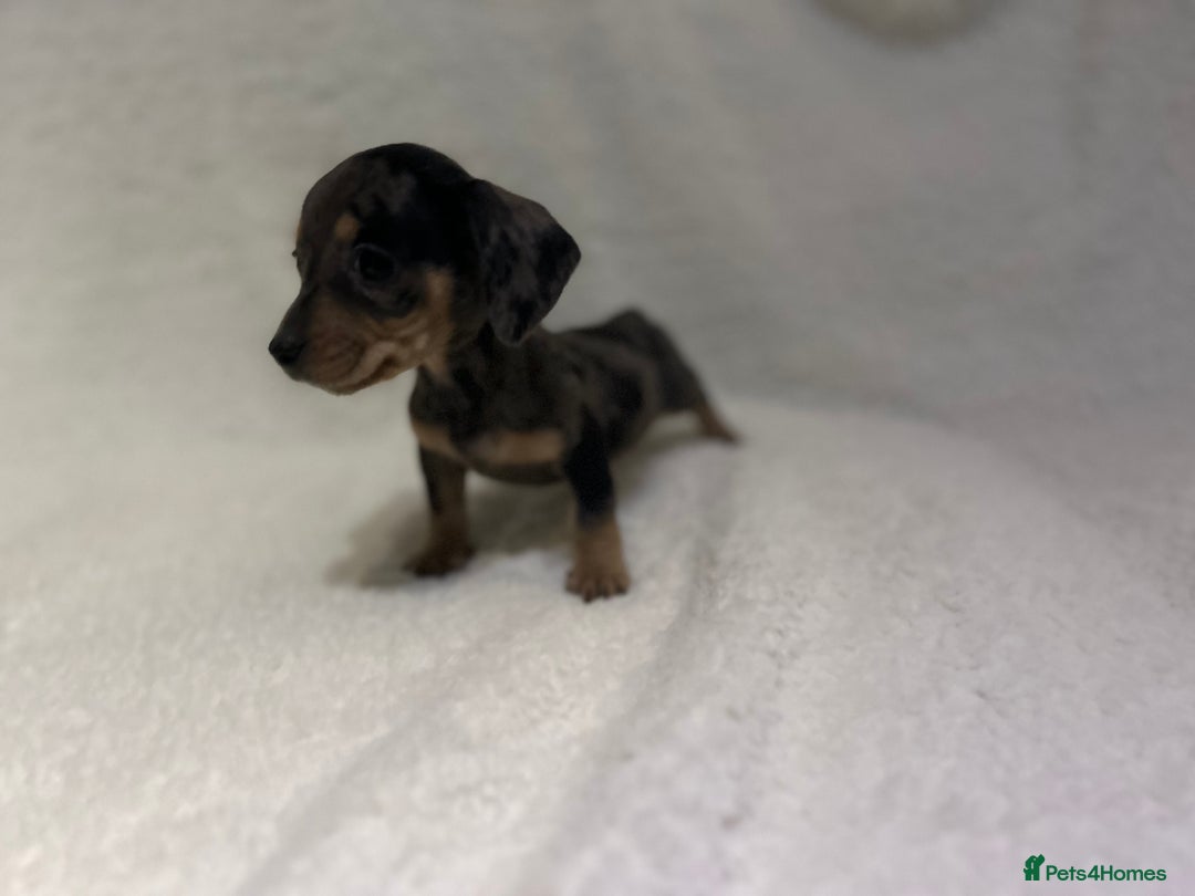 Miniature Dachshund dogs for sale: ****true to type mini dachshund *** - Advert 6
