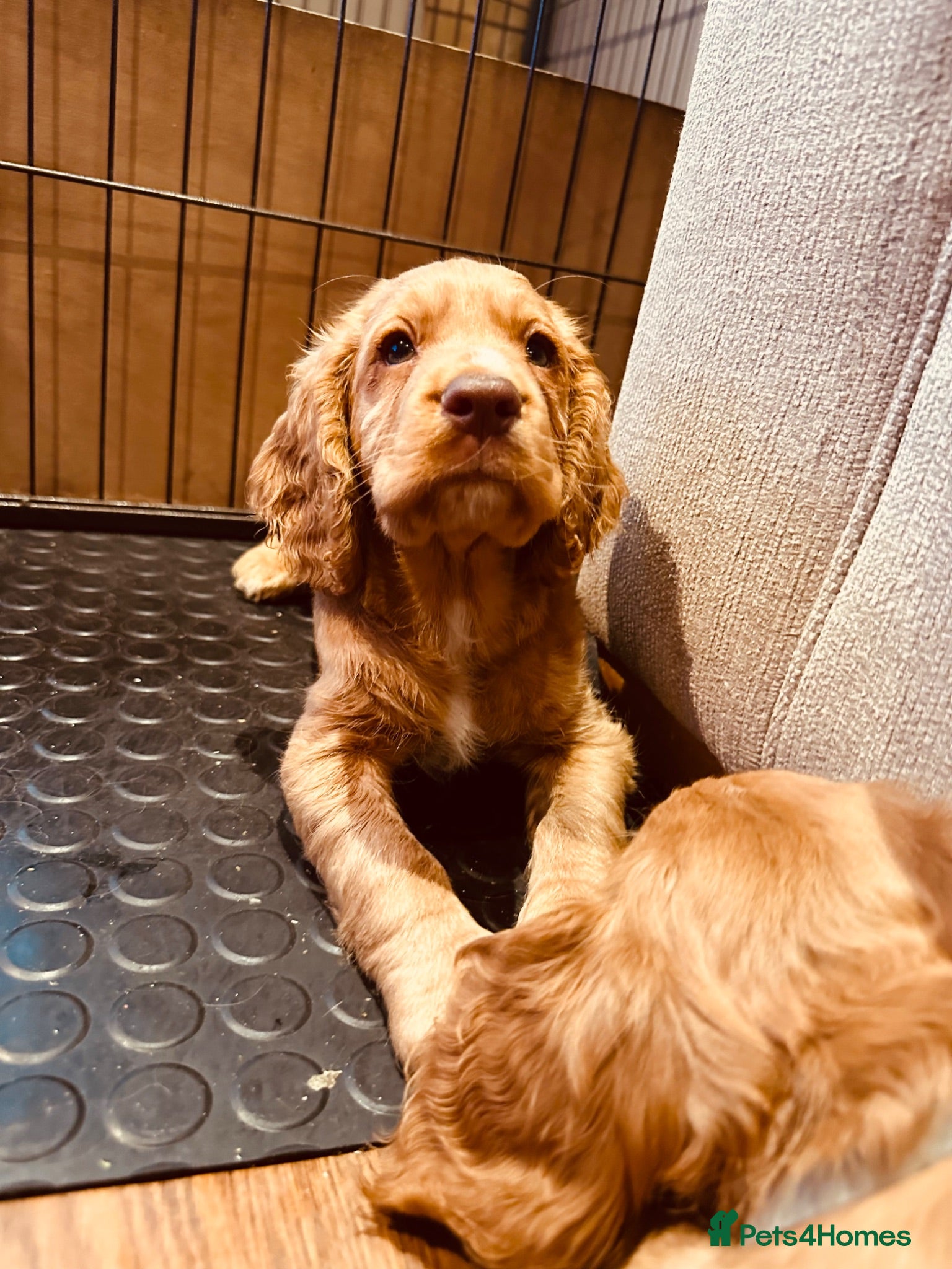 Cocker Spaniel dogs Beautiful Red/Golden Working Cocker Spaniel Girl  - Advert 1
