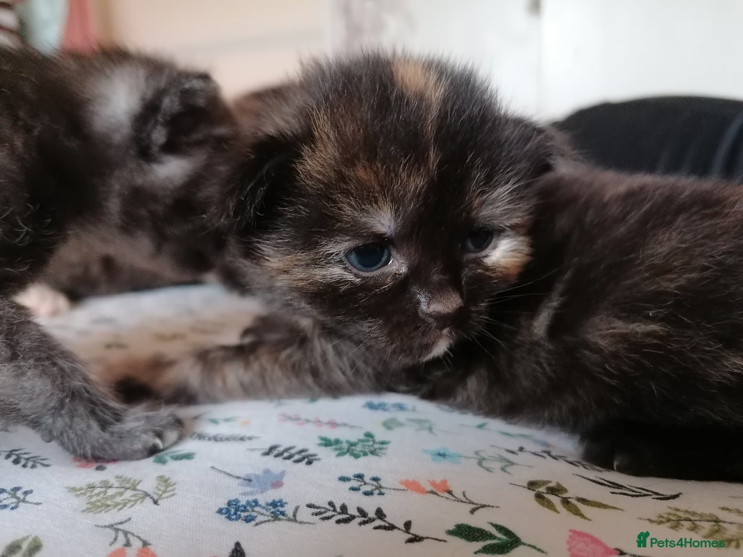 Domestic Shorthair cats for sale: Stunning kittens for sale  - Image 27