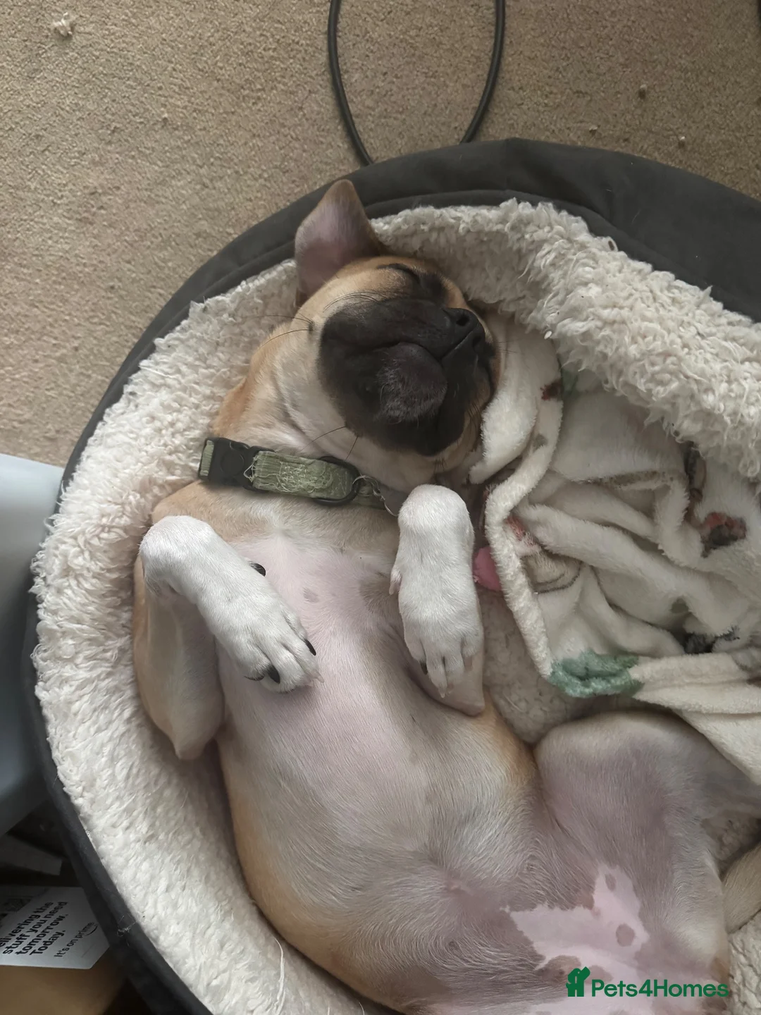 Mixed Breed dogs for sale: Luna  - Advert 2