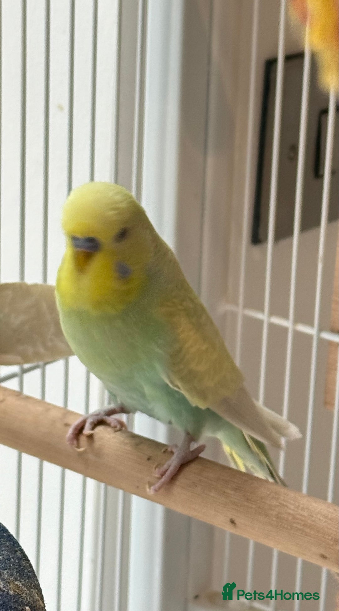 Budgerigars birds for sale: Bonded budgies for sale  - Image 3