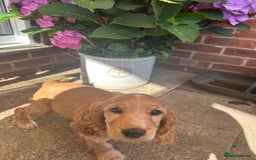 Cocker Spaniel dogs for sale: READY! ONE & ONLY! Adorable Female Cocker Puppy in Cheltenham - Image 20