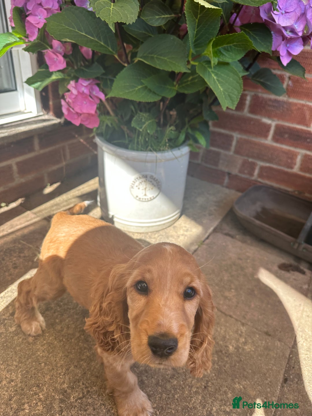 Cocker Spaniel dogs for sale: READY! ONE & ONLY! Adorable Female Cocker Puppy in Cheltenham - Image 20