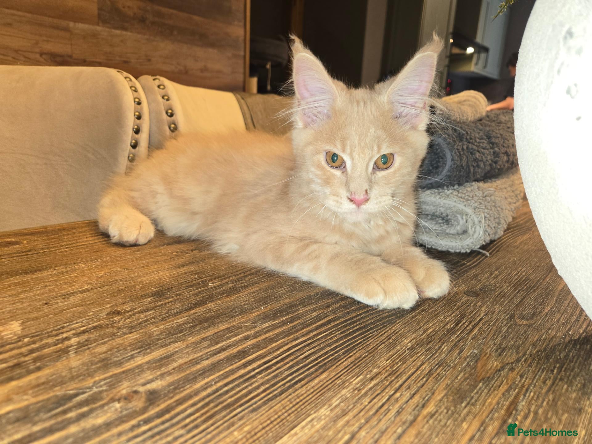 Maine Coon cats 3 Males available 1 Blue 1 Cream 1 Cream smoke  - Advert 1