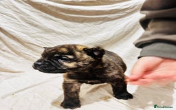 Mixed Breed dogs for sale: Beautiful frow frows for sale - Image 8