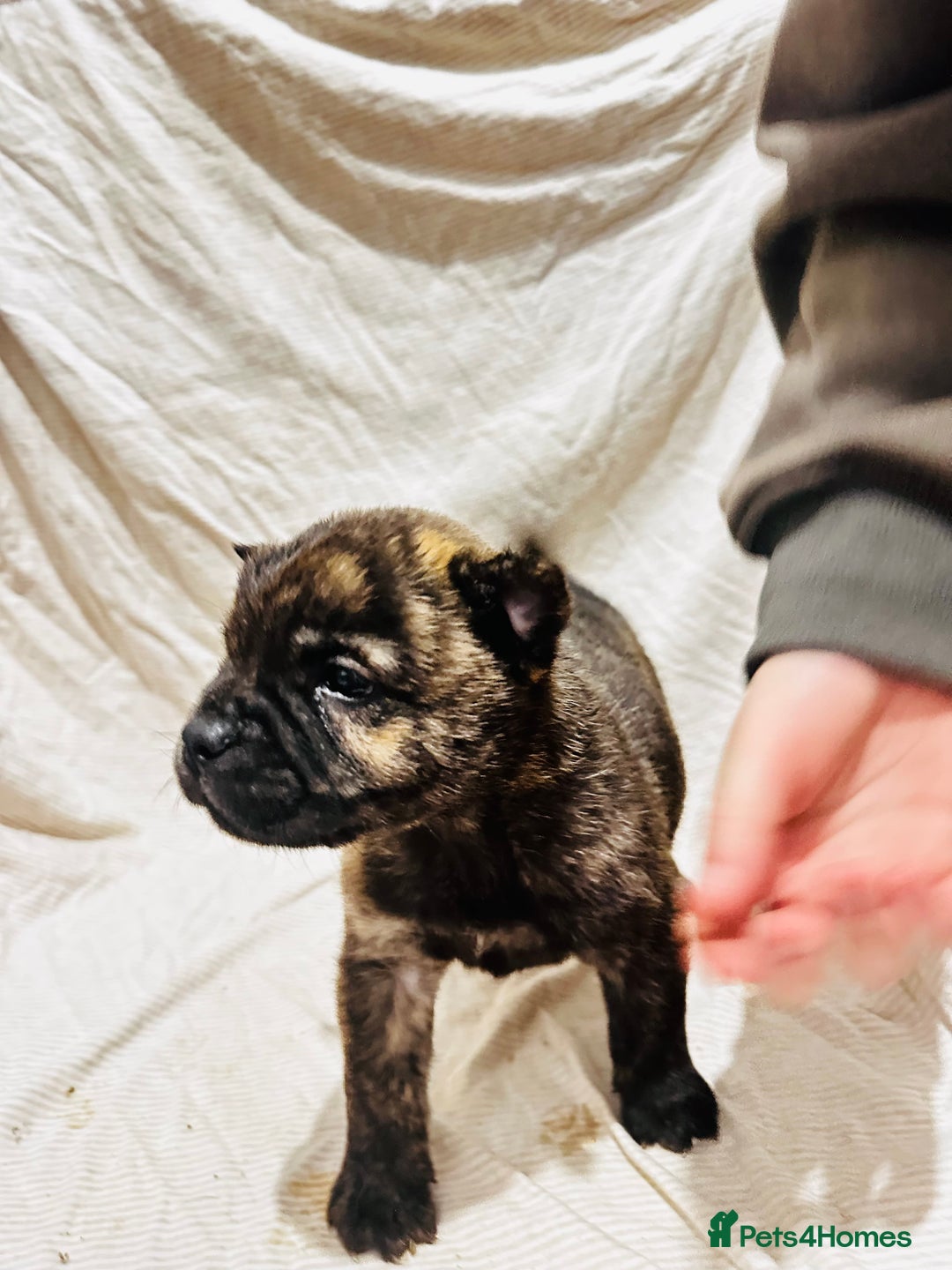Mixed Breed dogs for sale: Beautiful frow frows for sale - Image 8