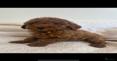 Labradoodle dogs - Advert 1