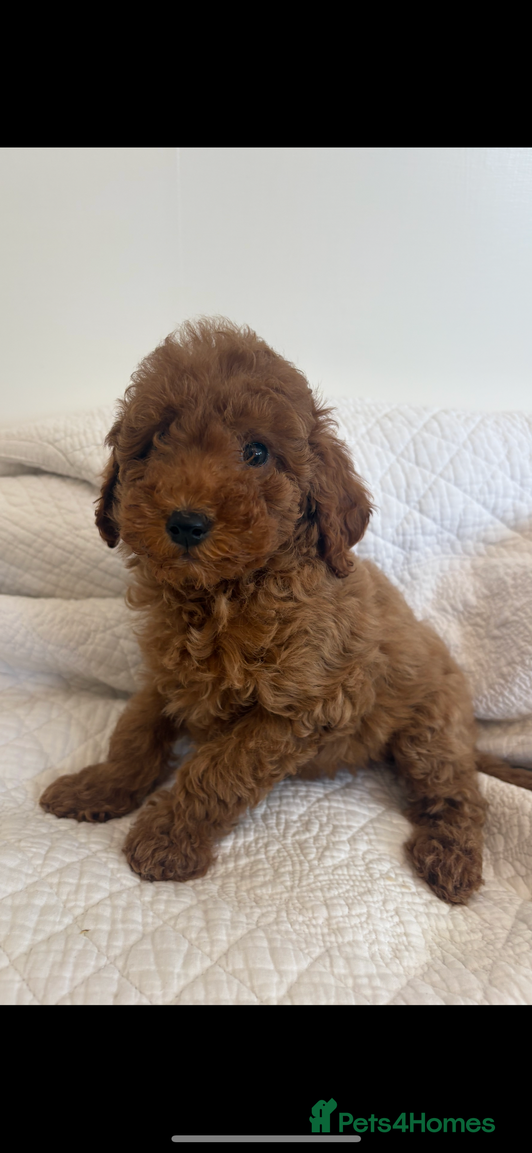 Labradoodle dogs for sale: LICENSED BREEDER extra mini tested labradoodles - Image 2
