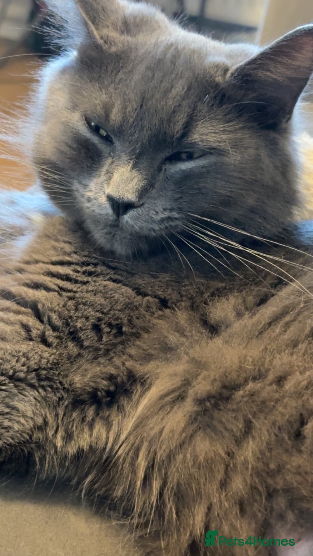 British Longhair cats for sale: super fluffy boys💙 - Image 2