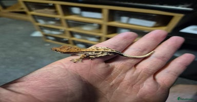 Gecko reptiles - Advert 9