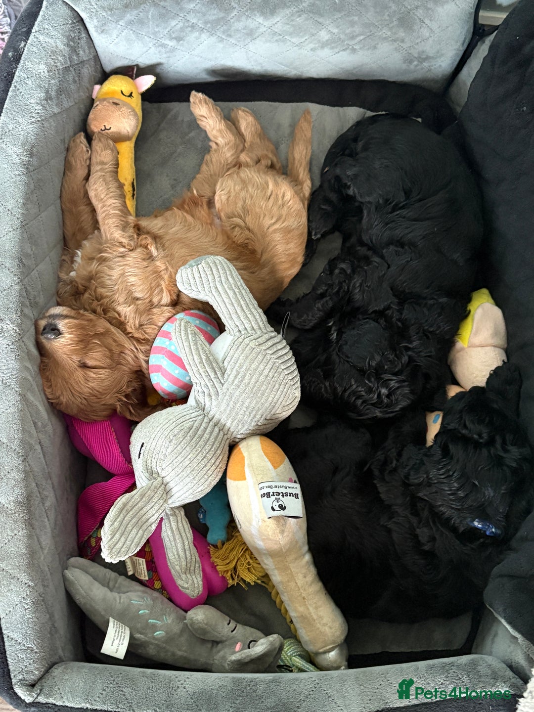 Australian Labradoodle dogs for sale: Reduced-Multigen Aussie Labradoodles curly/nonshed - Image 4