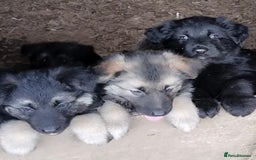 German Shepherd dogs for sale: Fabulous chunky German shepherd puppies - Image 13