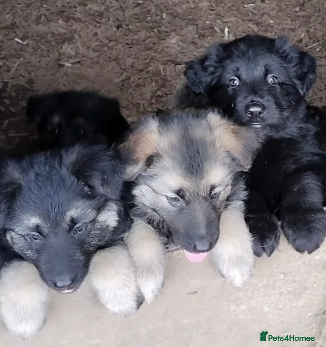 German Shepherd dogs for sale: Fabulous chunky German shepherd puppies - Image 13