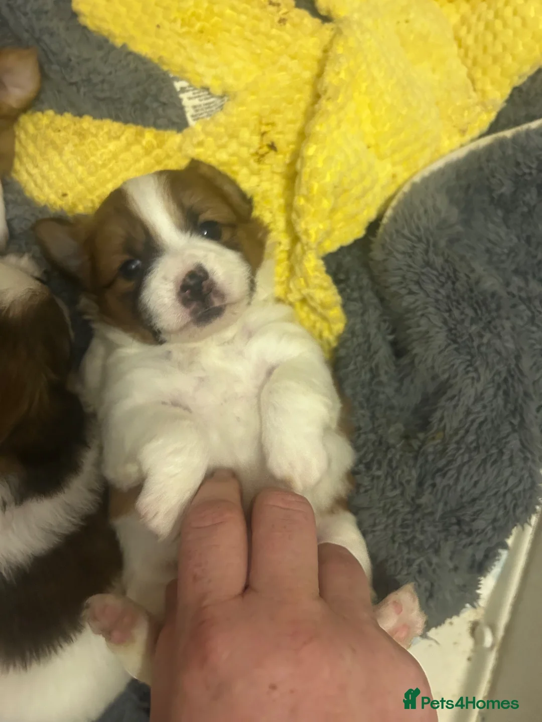 Jack Chi dogs for sale: Adorable Jack Russell X - Advert 1