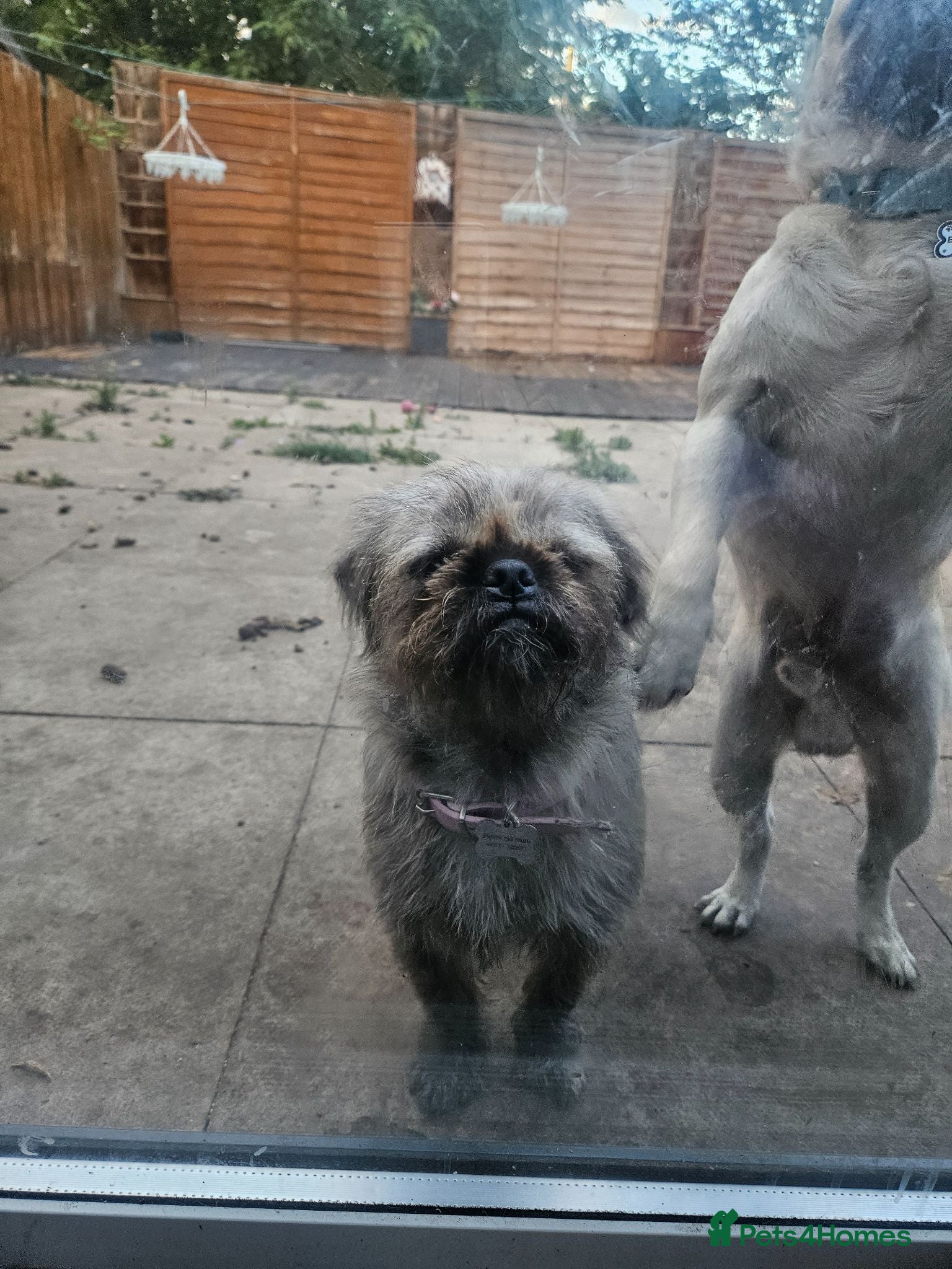 Mixed Breed dogs White fur and blue eyed pugzu - Advert 2