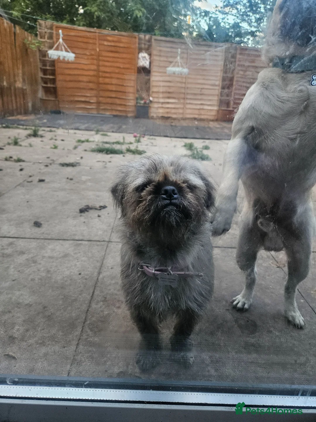 Mixed Breed dogs for sale: White fur and blue eyed pugzu - Advert 1