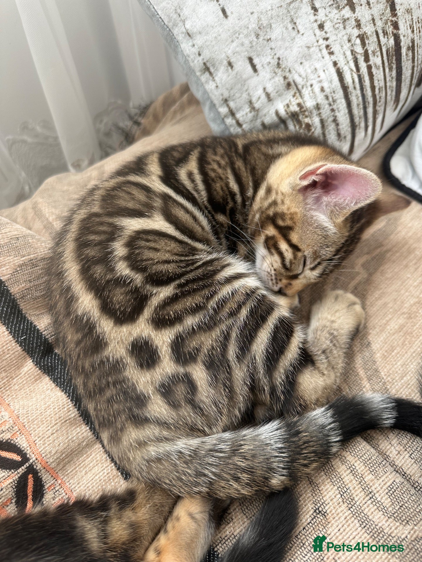 Bengal cats Bengal kittens for sale - Advert 4