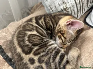 Bengal cats Bengal kittens for sale - Advert 4