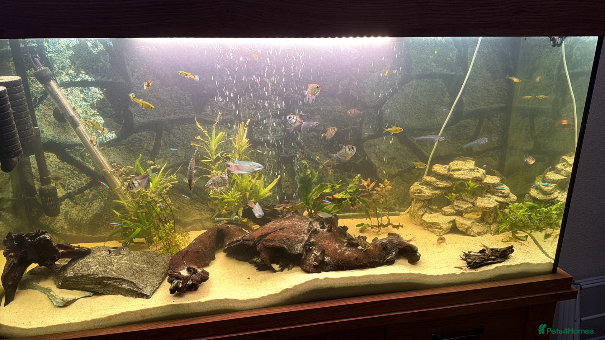 Other/Mixed Breed fish Various fish  - Advert 1