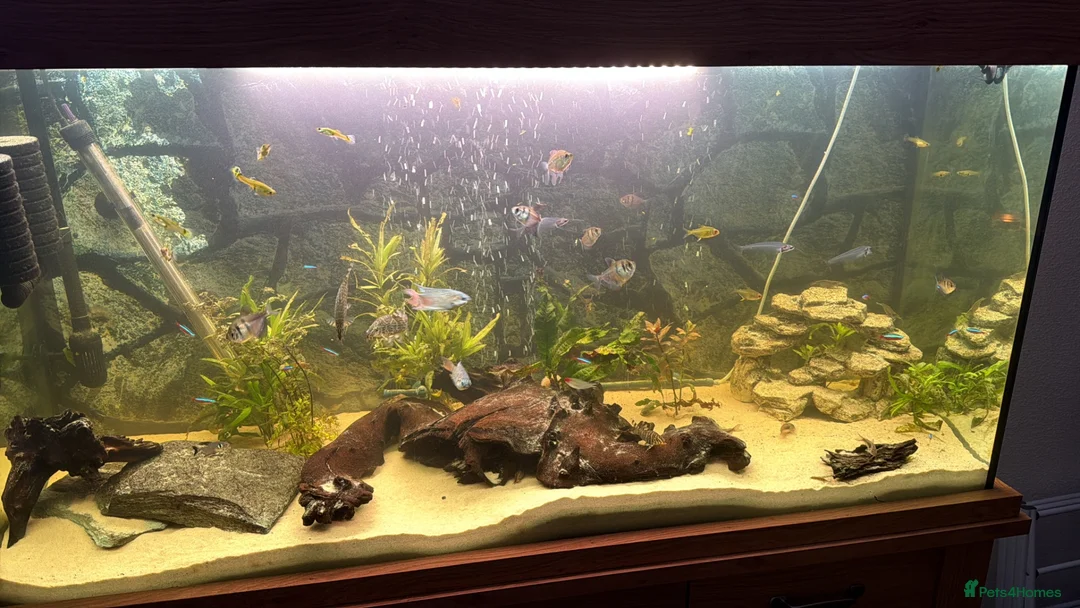 Other/Mixed Breed fish for sale: Various fish  in Grantham - Advert 1