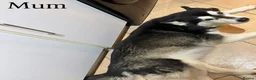 Alaskan Malamute dogs for sale: Beautiful Alaskan Malamutes Puppies For Sale - Advert 12