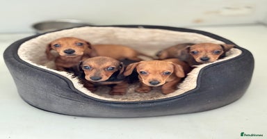 Miniature Dachshund dogs in Tiverton - Advert 16