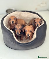 Miniature Dachshund dogs in Tiverton - Advert 6