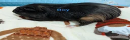 Guinea Pig rodents for sale: Baby guinea pigs for sale  - Advert 4
