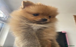 Pomeranian dogs for sale: Beautiful Russian bloodline Pomeranian puppies - Image 33