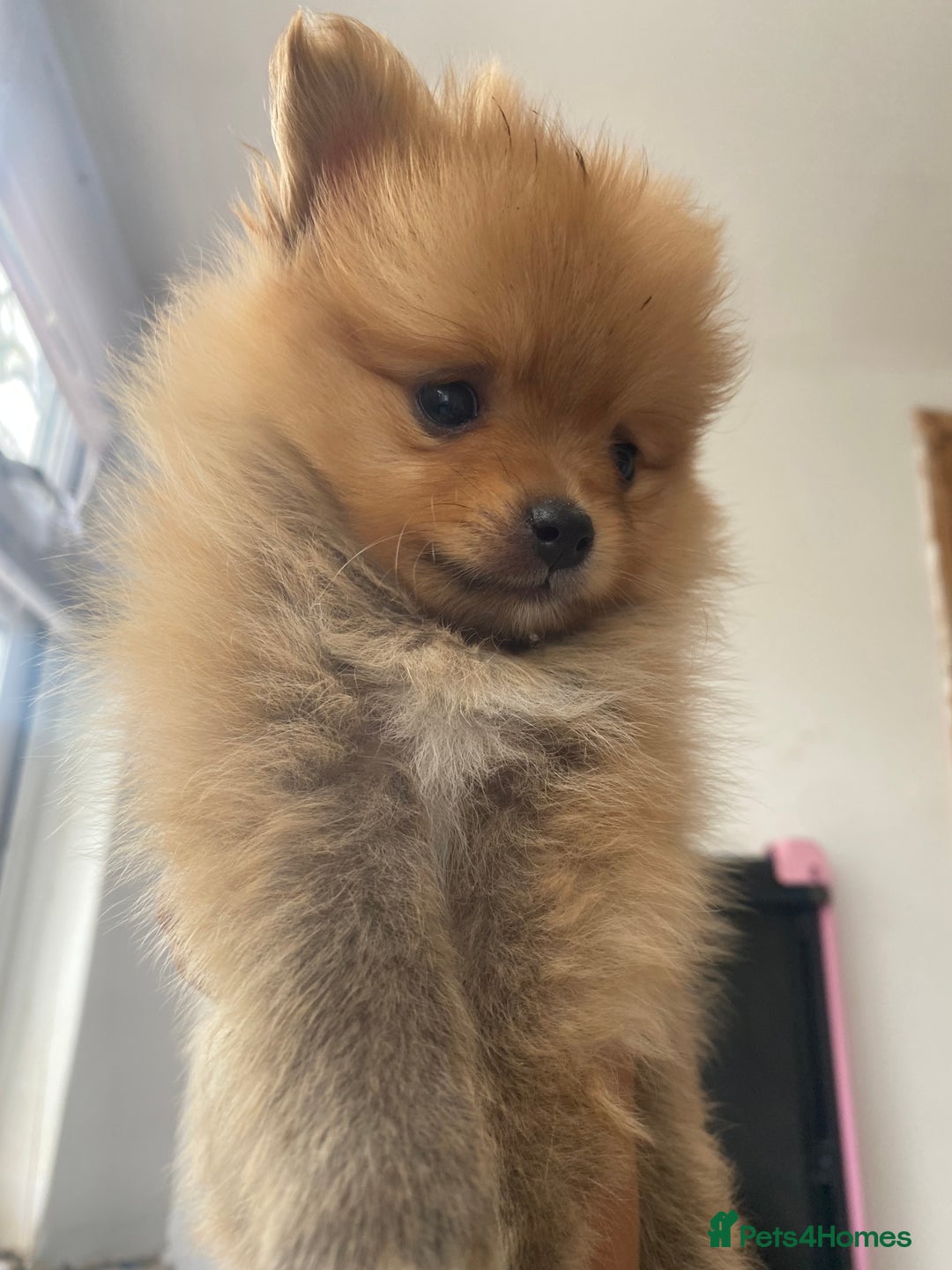 Pomeranian dogs for sale: Beautiful Russian bloodline Pomeranian puppies - Image 33
