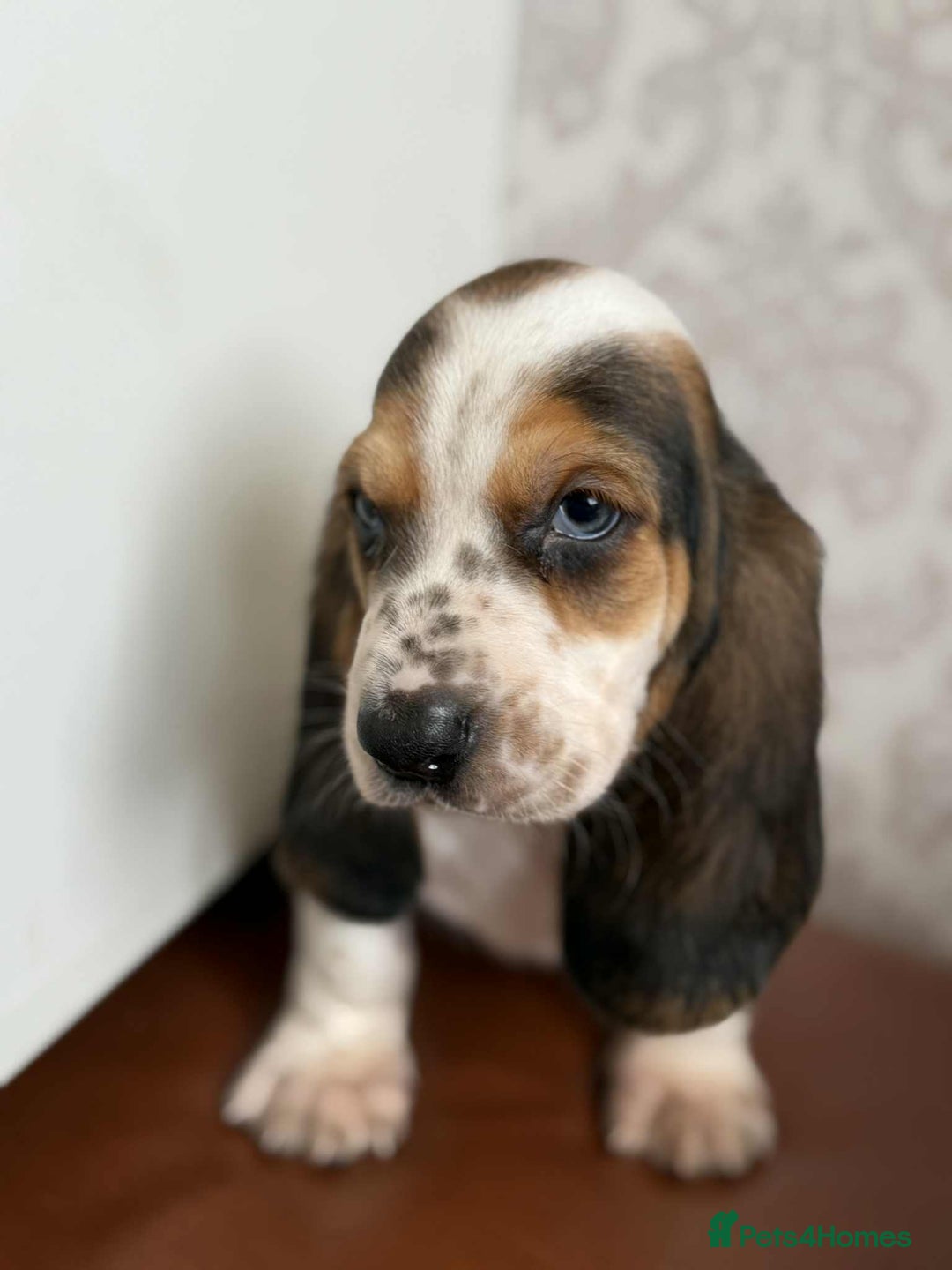 Basset Hound dogs for sale: Beautiful Basset Hound Boys - Image 5